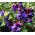 Purple Sweet Pea seeds - Lathyrus odoratus - 36 biji