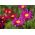 Boyalı Daisy Robinson'ın Tek Mix tohumları - Kasımpatı coccineum - 200 tohumları - Chrysanthemum coccineum