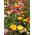 Dwarf Dvojité věčné květiny smíšené semena -Tom Thumb- Helichrysum monstrosum nana fl.pl. - 600 semen - Helichrysum Arenarium