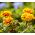 Marigold Yellow Fireの種 - マンジュギクpatula nana fl。 pl。 -  350種子 - Tagetes patula L. - シーズ