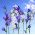 Stor blåklocka - 1800 frön - Campanula persicifolia