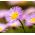 Daisy Fleabane segatud seemned - Erigeron speciosus - 220 seemnet