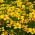 Bur Marigold frön - Bidens aurea - 160 frön