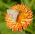 Salmon Strawflower seeds - Xerochrysum bracteatum - 1250 seeds - benih