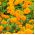 Tagetes erecta - 300 sementes - laranja