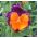 เมล็ด Pansy Sorbet Orange Duet - Viola x wittrockiana - 240 เมล็ด