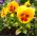 Stemorsblomst - Viola x wittrockiana - Yellow Red Eye - gul - 320 frø - rød