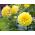 Карликова георгіна подвійне змішане насіння - Dahlia pinnata fl.pl. - 60 насінин - Dahlia pinnata fl. pl.
