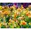 パンジーオレンジ太陽の種 - ビオラx wittrockiana  -  320種子 - Viola x wittrockiana  - シーズ