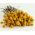 Seme Billy Buttons - Craspedia globosa - 280 semen - Pycnosorus globosus - semena