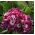 Primrose blandede frø - Primula x pubescens - 110 frø