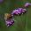 Visoka citronka, seme Purpletop Vervain - Verbena bonariensis - 500 semen - Verbena patagonica - semena