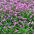 Розовые семена незабудки - Myosotis alpestris - 660 семян