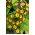 Slanke sleutelbloem - Gold Lace - 36 zaden - Primula elatior