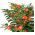 Jeruzalemes ķirsis, Madeira ziemas ķiršu sēklas - Solanum pseudocapsicum - 30 sēklas