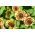 Patuljasti ukrasni suncokret mješoviti sjemenke - Helianthus annuus