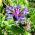 Bjergknopurt - 80 frø - Centaurea montana