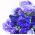 بذور ثابتة الزرقاء - drabifolia جريس - 105 البذور - Limonium sinuatum - ابذرة