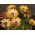 Biji Daisy Afrika - Osteospermum ecklonis - 35 biji