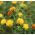 Safflower seeds - Carthamus tinctoria - 44 seeds