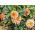 Карликова георгіна подвійне змішане насіння - Dahlia pinnata fl.pl. - 60 насінин - Dahlia pinnata fl. pl.