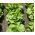 Butterhead Lettuce Justine seeds - Lactuca sativa - 950 seeds