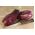 Патладжан, патладжан "Цаконики" - бяло-пурпурен сорт - 220 семена - Solanum melongena