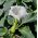 Moonflower, Angel's Trumpets semená - Datura fastuosa - 21 semien