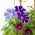 Osivo "Ranní sláva" Semena dvoubarevné směsi - Ipomoea tricolor - 56 semen - Ipomoea purpurea