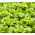 Butterhead Lettuce May Queen seeds - Lactuta sativa - 1050 biji - Lactuca sativa L. var. Capitata