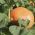 Abóbora Gigante - Melon Yellow - 12 sementes - Cucurbita maxima