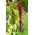 Longus rebashein - 1500 seemned - Amaranthus caudatus