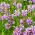بذور النباتات المطيعة المختلطة - Physostegia virginiana - 45 بذور - ابذرة