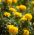 Studentenblume Aurora Gelbe - Tagetes patula nana fl. pl. - 350 Samen