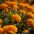 Tagetes patula - Aurora - laranja - 300 sementes - Tagetes patula L.