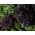 Fodros kel - Scarlet - 300 magok - Brassica oleracea L. var. sabellica L.