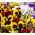 Pensée des Jardins - Viola x wittrockiana - Red Wings, Roter Flugel - jaune - 400 graines - brun