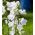 بذور الخوخ أوراق الجريس مختلطة - جريس persicifolia - 1800 بذور - Campanula persicifolia - ابذرة