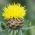 סל פרח ארמני, זרעי קנאפוויד ענקיים - סנטורה מאקרוצפלה - 60 זרעים - Centaurea macrocephala