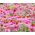 Hạt giống hoa tím - Echinacea purpurea - 230 hạt