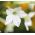 Ziertabak – Mischung- Nicotiana x sanderae - 9000 Samen