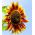 Mischsamen der zwergartigen dekorativen Sonnenblume - Helianthus Annuus - 