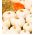 Abóbora Decorativa - Baby Boo - 33 sementes - Cucurbita pepo