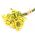 Жовті насіння Statice - Limonium sinuatum - 105 насінин