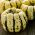 Calabaza decorativa - Sweet Dumpling - 23 semillas - Cucurbita pepo