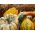 Ķirbji dekoratīvie - mixed - 18 sēklas - Cucurbita pepo