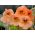 Nasturtium Alaska Salmon Orange seemned - Tropaeolum majus var. Nanum - 24 seemnet