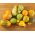 观赏南瓜混合种子 - 西葫芦 -  18粒种子 - Cucurbita pepo - 種子