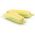 甜玉米Gucio种子 - 玉蜀黍属ssp.saccharata  -  60粒种子 - Zea mays convar. saccharata var. Rugosa - 種子