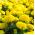 Marigold Lemon semena - Tagetes erecta - 300 semen